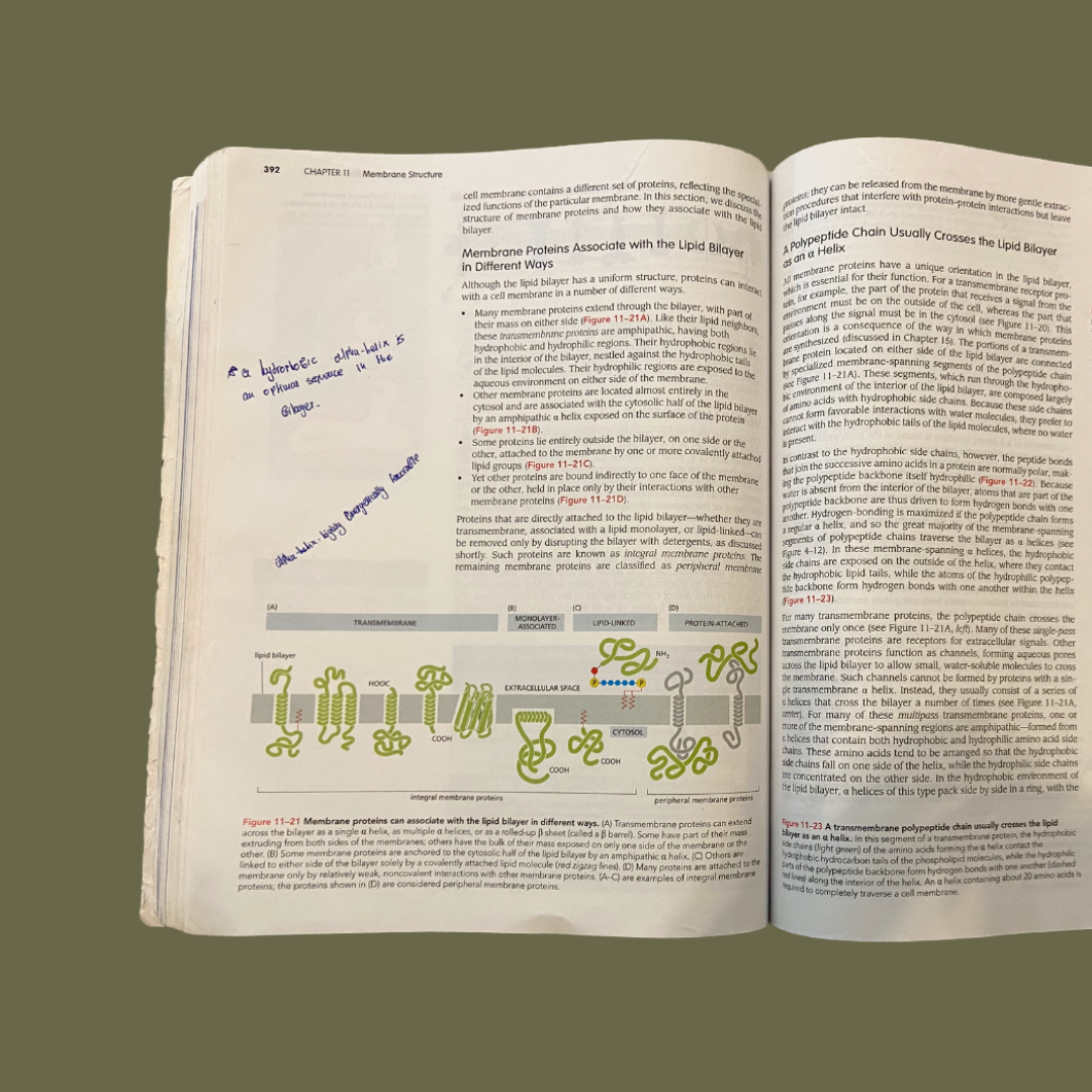 Essential Cell Biology, 6th Edition