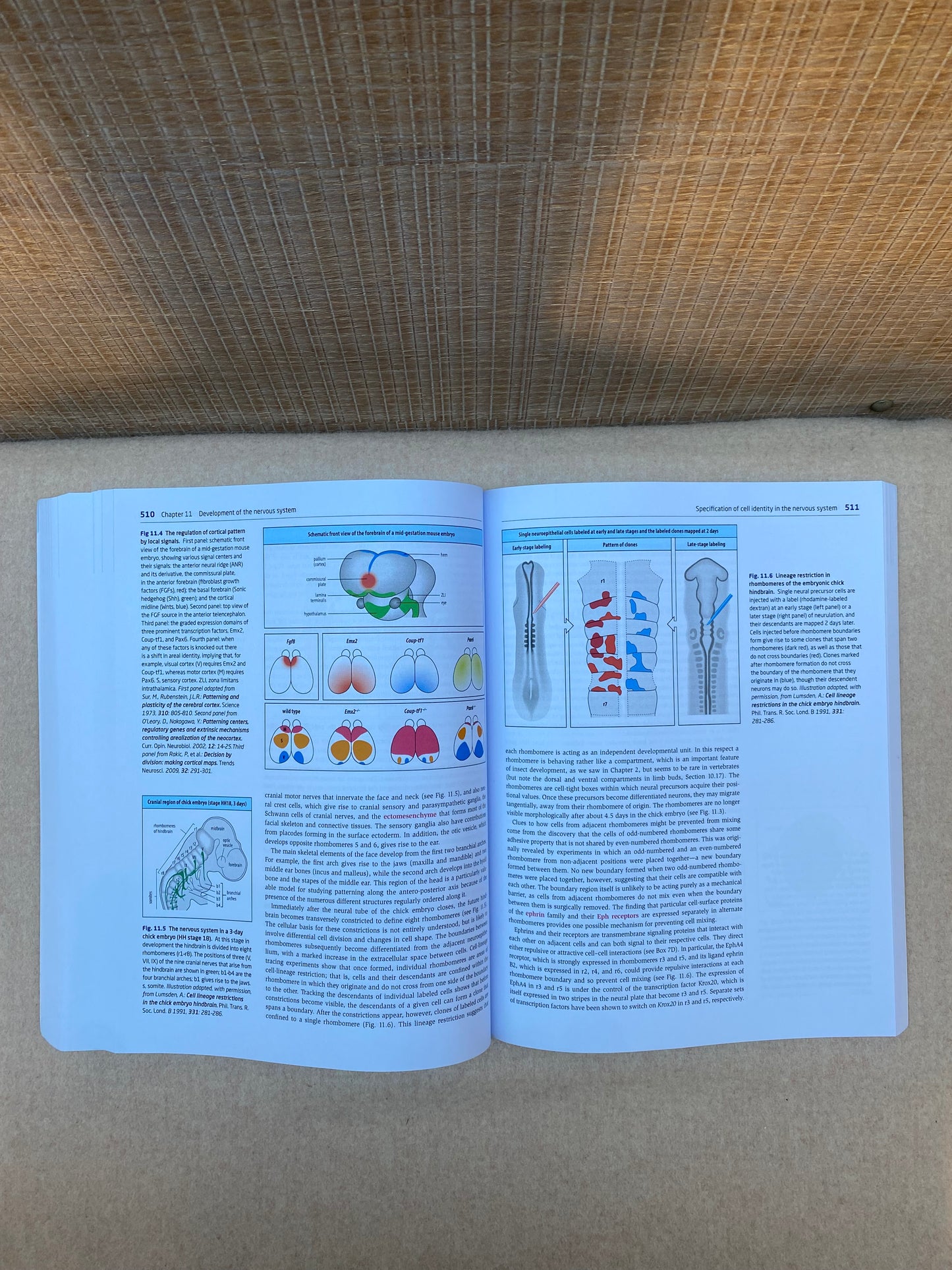 Principles of Development 6th Edition